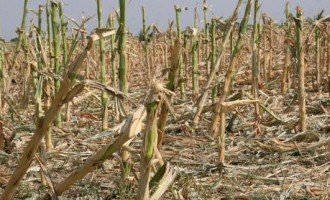 Un estudio reveló que las hambrunas aumentarán un 50% en 2050