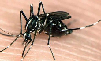 El hallazgo argentino contra el chikungunya y el dengue