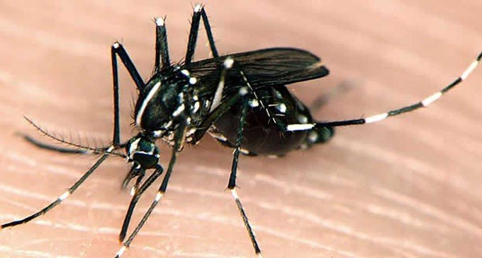 El hallazgo argentino contra el chikungunya y el dengue