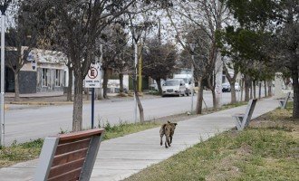Intendente pampeano investigado por trata ahora impulsa un área de la mujer