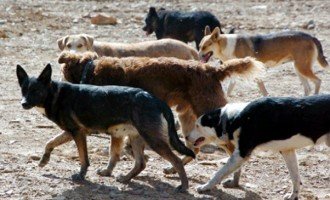Perros en la calle: ¿plaga o abandono?
