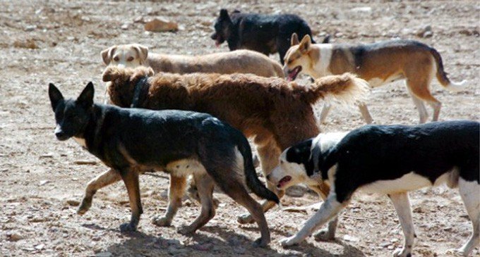 Perros en la calle: ¿plaga o abandono?