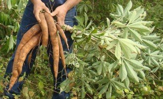 El INTA desarrolla un bioplástico a base de almidón de mandioca