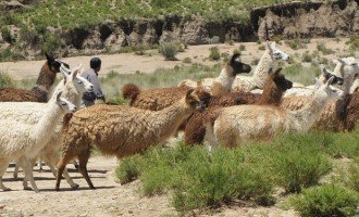 El INTI desarrolla alimentos para celíacos con carne de llama y quinoa