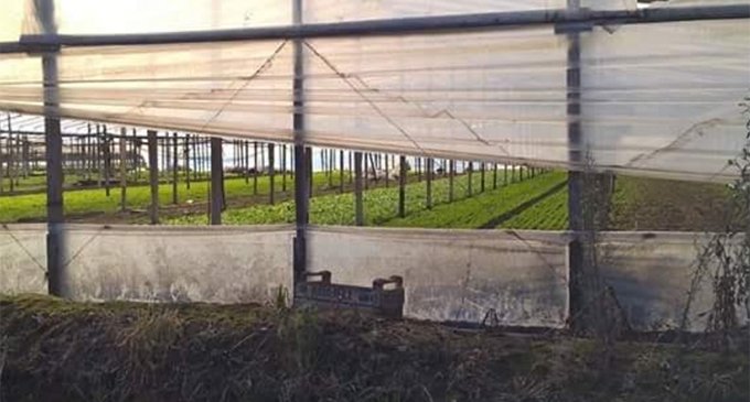 Explotación laboral: la otra cara del mercado hortícola