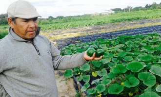 Vidas marcadas por el uso de agrotóxicos