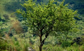 Los bosques nativos de Córdoba en peligro