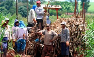 Azucareros: jornada de 12 horas, viviendas indignas y muertes evitables