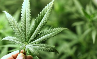 Fumarse uno: aportes a un debate por una nueva política de drogas (1)