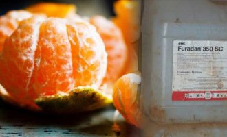 Corrientes: una niña murió por comer una mandarina con agrotóxicos
