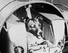 Laika, la perra que marcó un hito en la carrera espacial