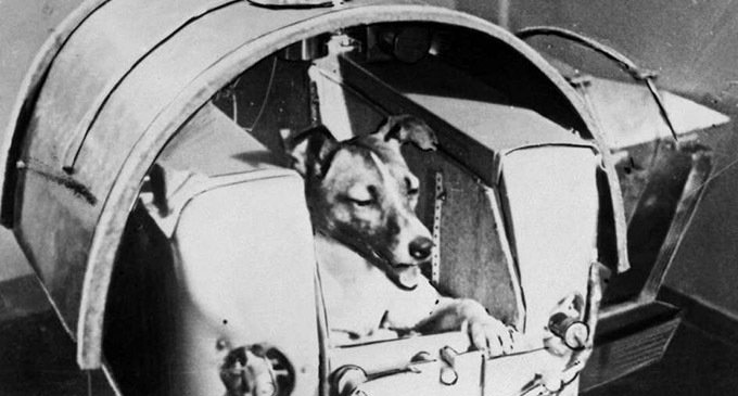 Laika, la perra que marcó un hito en la carrera espacial