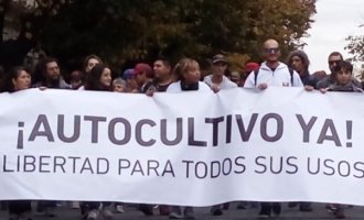 Detuvieron a una mujer por plantar cannabis para su nieto con epilepsia