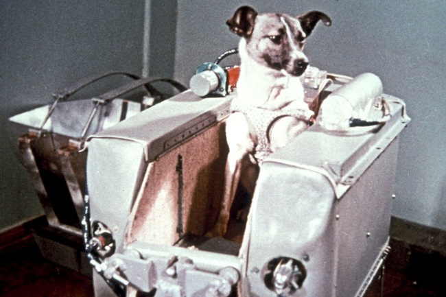 Laika, el primer ser vivo en orbitar alrededor de la Tierra